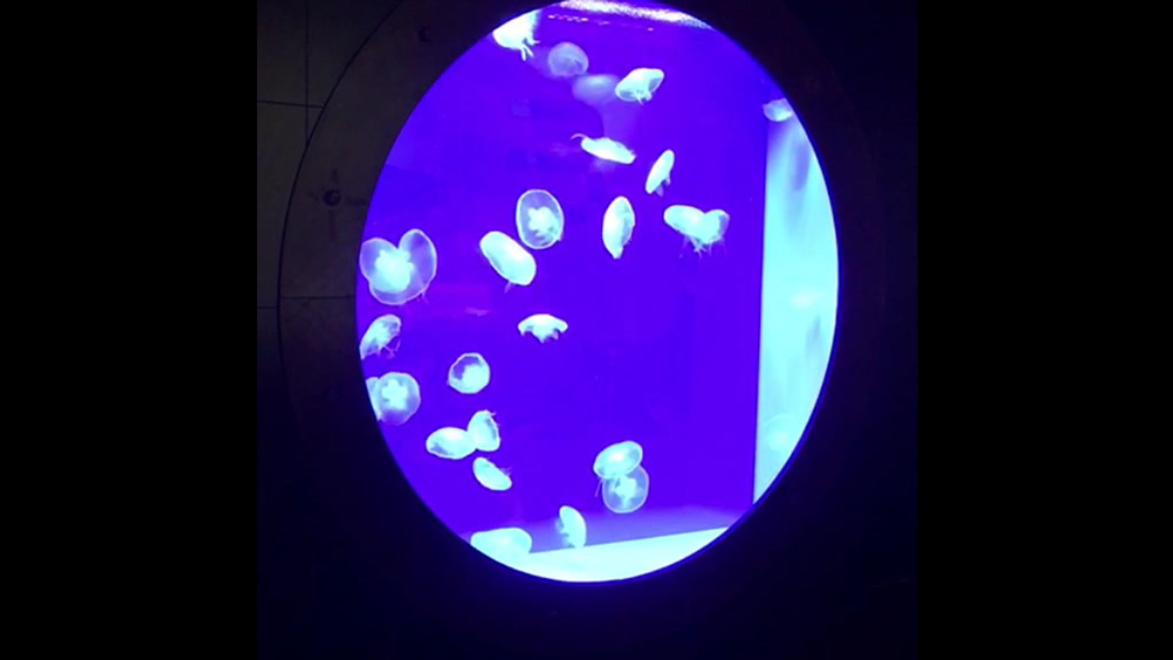 Nano-O-Mega videos